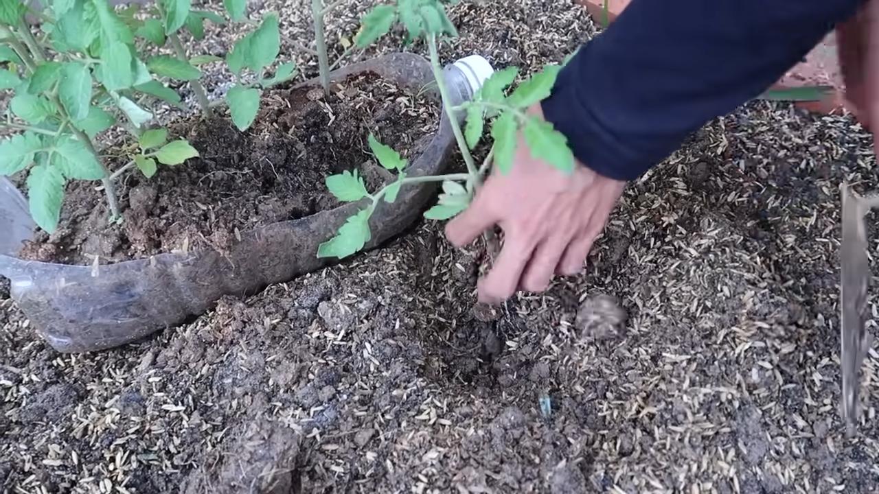 Tomaten anbauen ohne Hochbeet