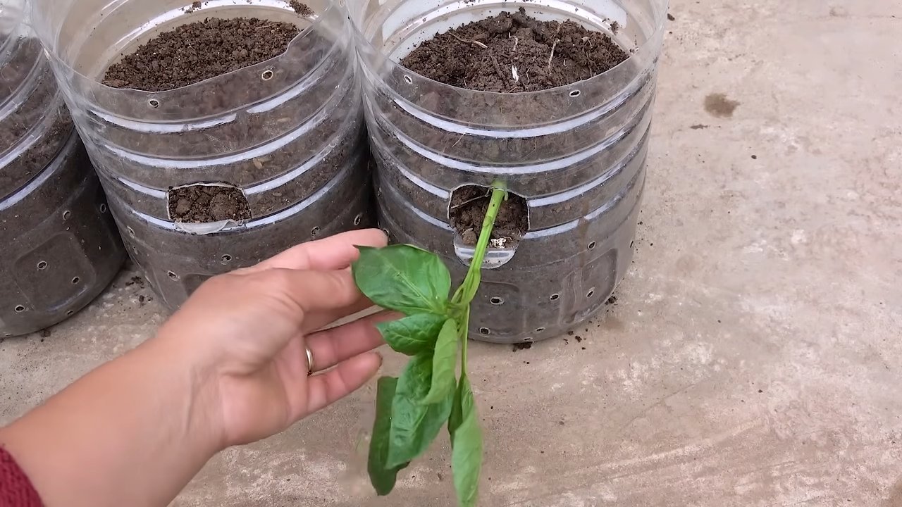 Flaschengarten Paprika selber ziehen