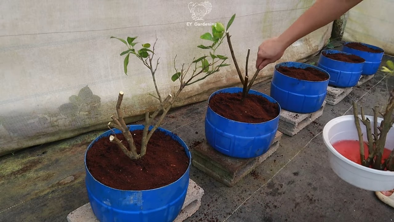 Kumquat Vermehrung durch Stecklinge