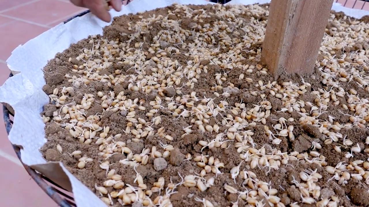 Weizengrassaft selber machen