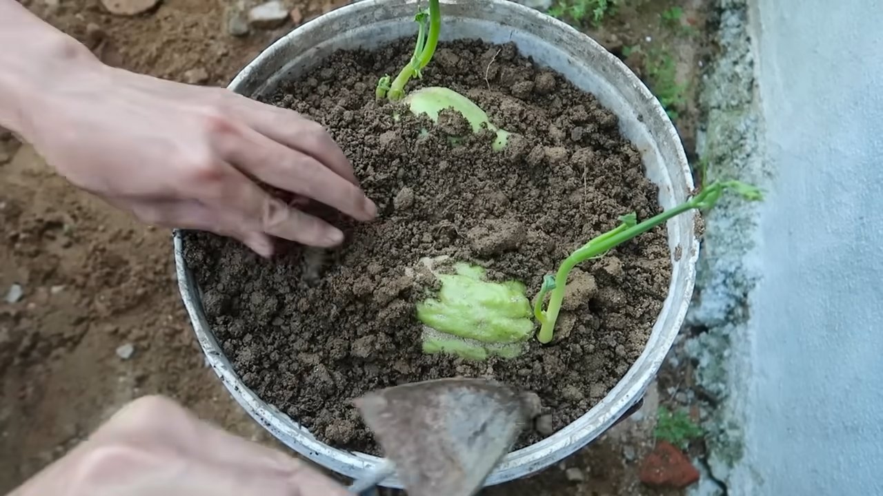 Chayote Anbau zu Hause