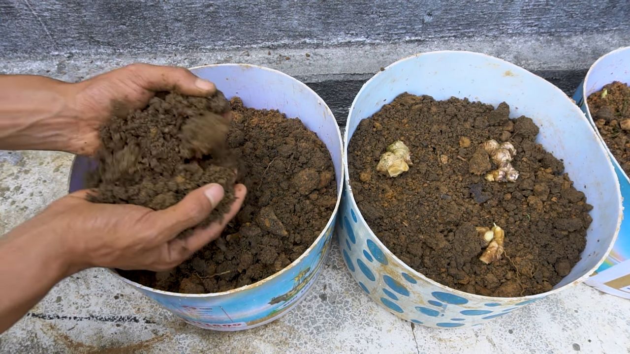 Ingwer im Plastikbehälter anbauen