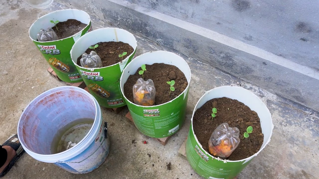 Wassermelone anbauen im Garten