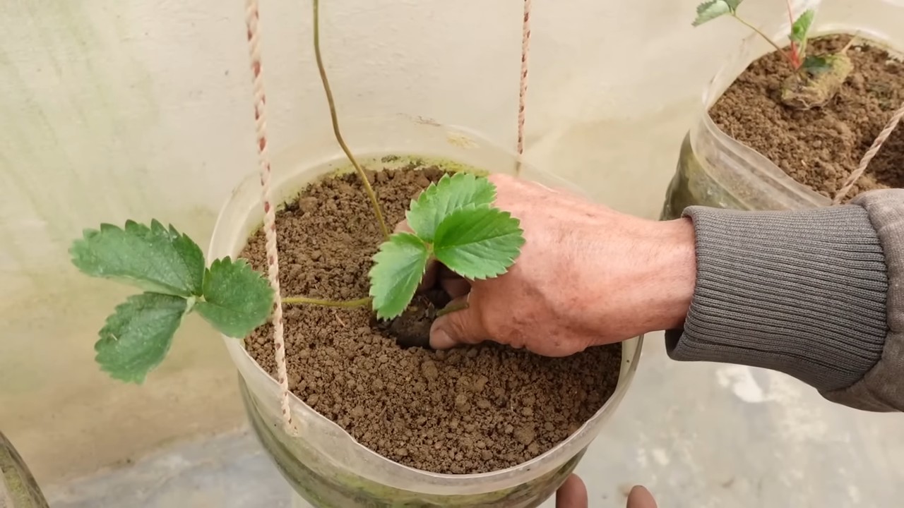 Erdbeeren anbauen zu Hause