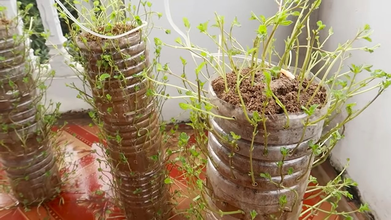 Minze selbst anbauen