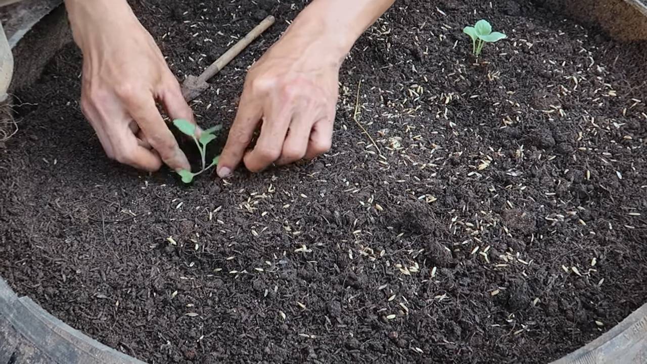 Kohl selbst anbauen