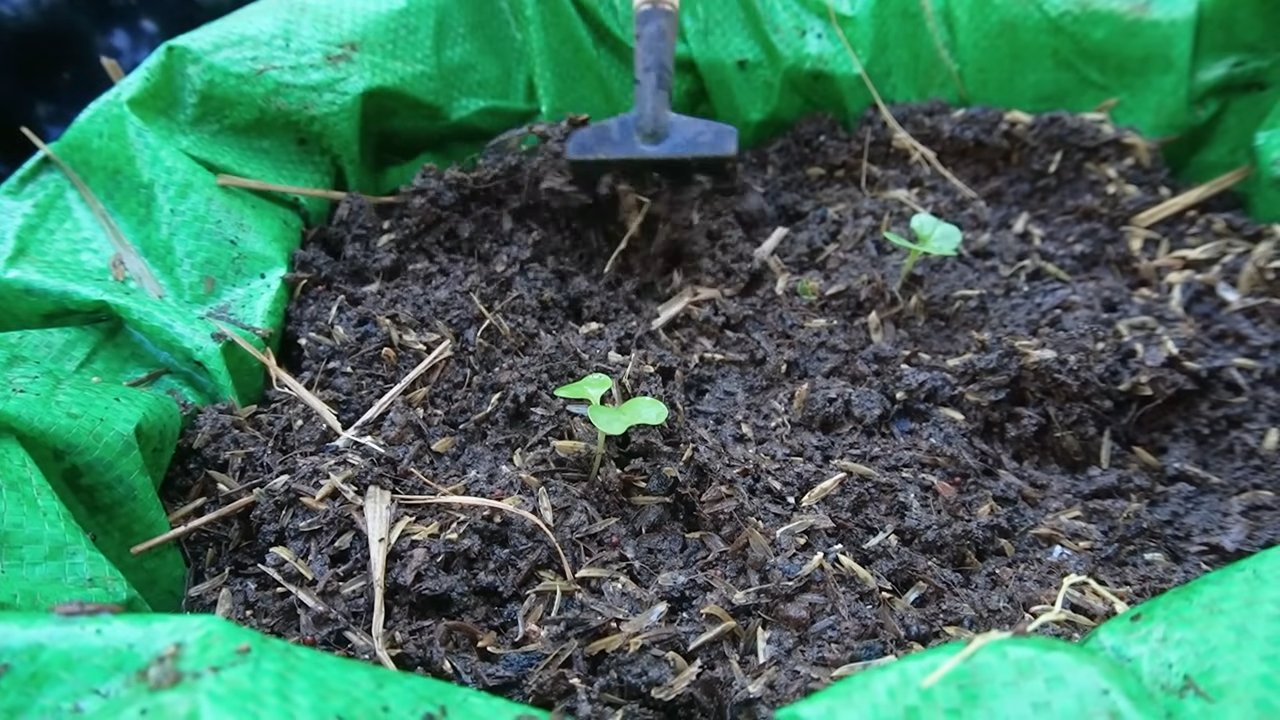 Kohlrabi Pflanzgefäß selber machen