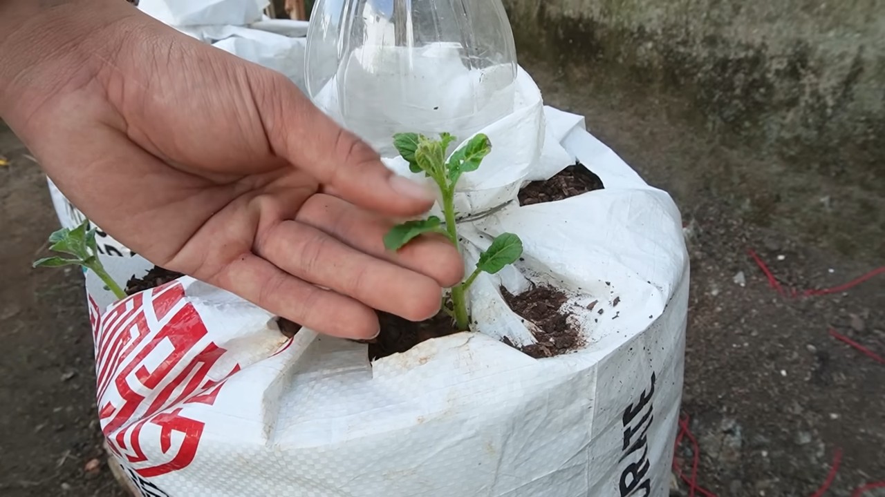 Kartoffelernte im Pflanzsack