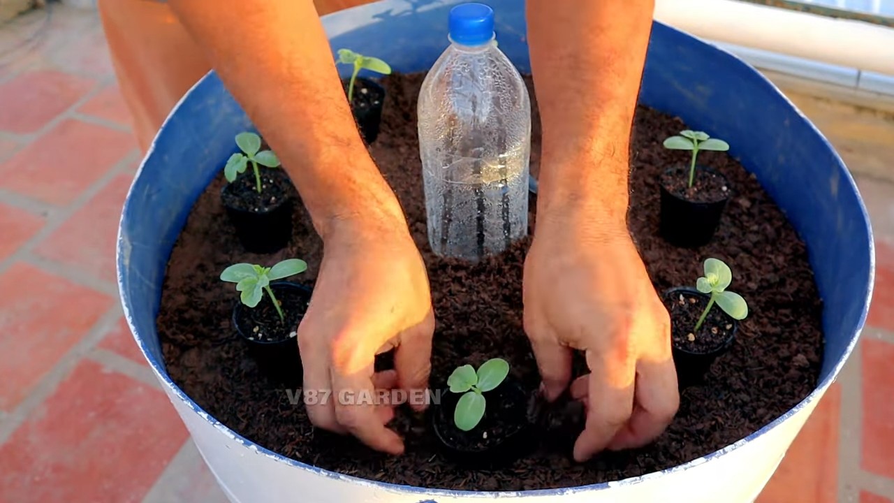 Wassermelone im Topf anbauen