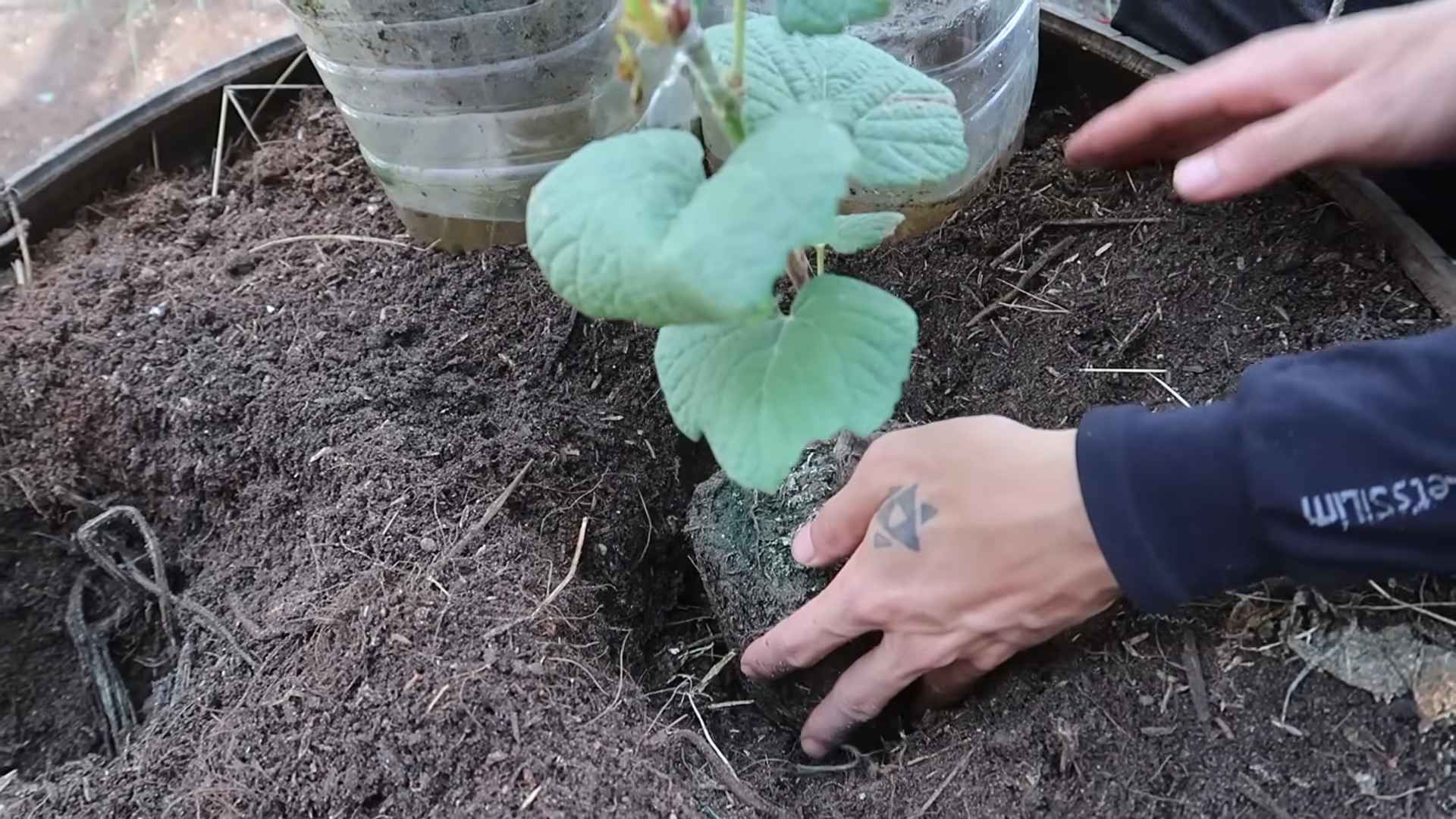 Weinreben im Garten anbauen