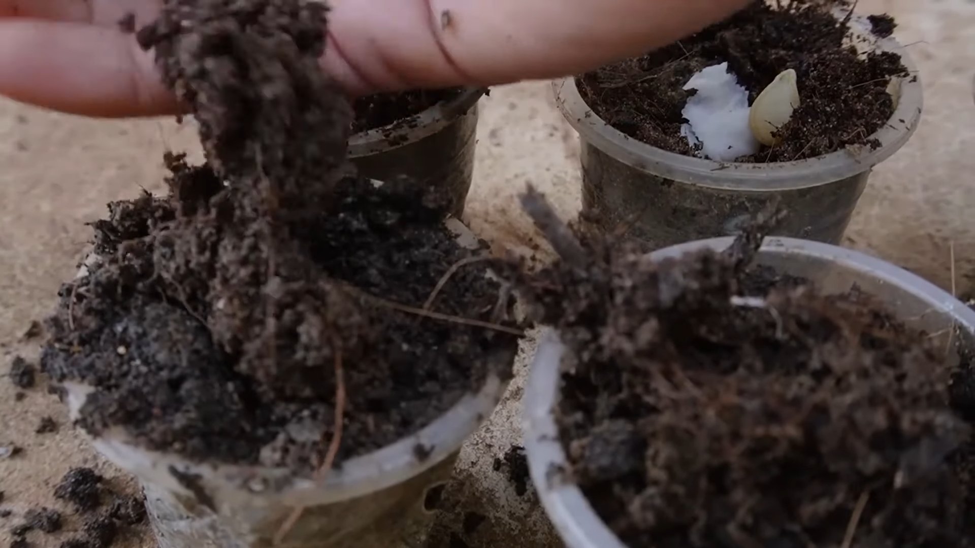 Gemüseanbau ohne Garten