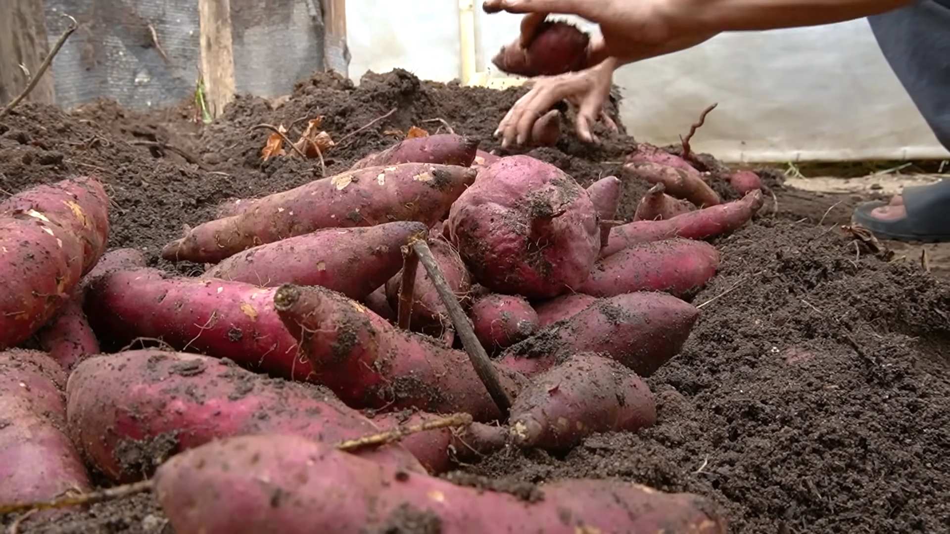 Süßkartoffeln ohne Erde anbauen