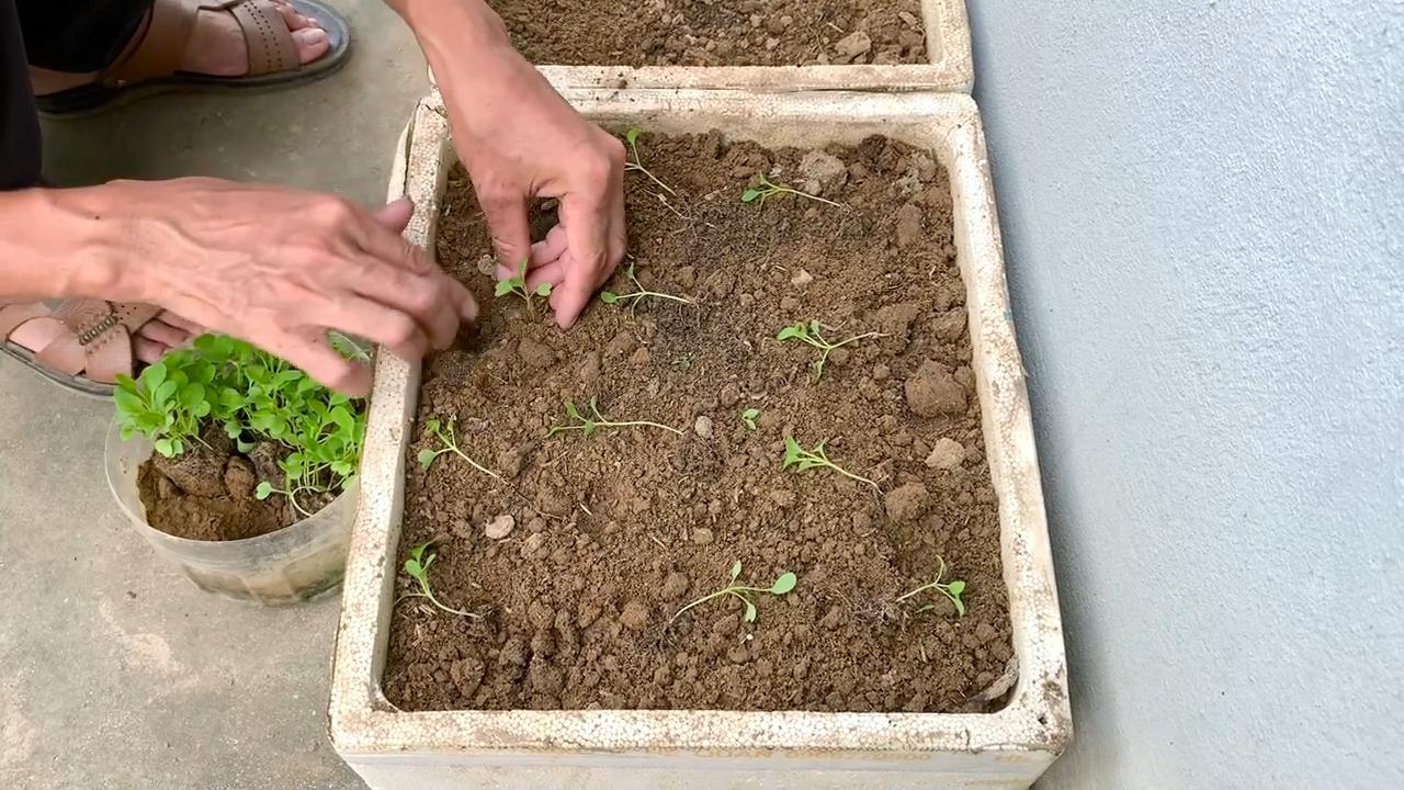 Lila Pak Choi anbauen
