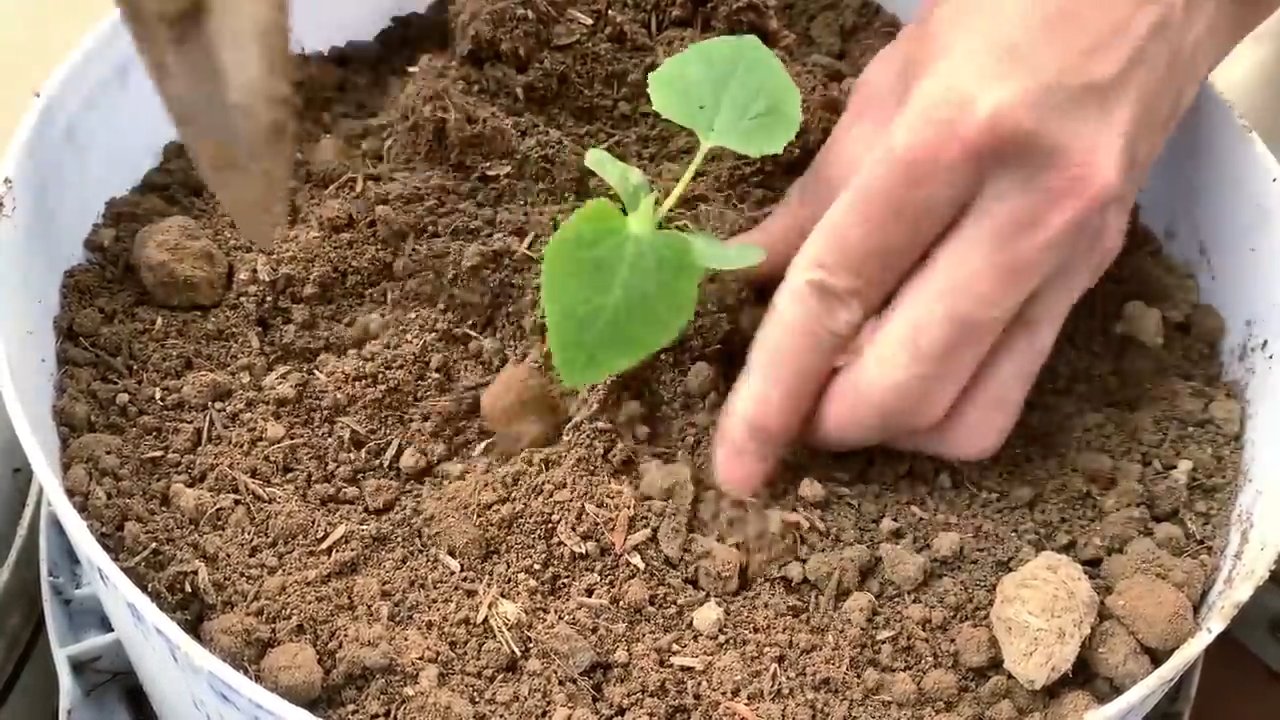 Süße Melonen im Garten anbauen