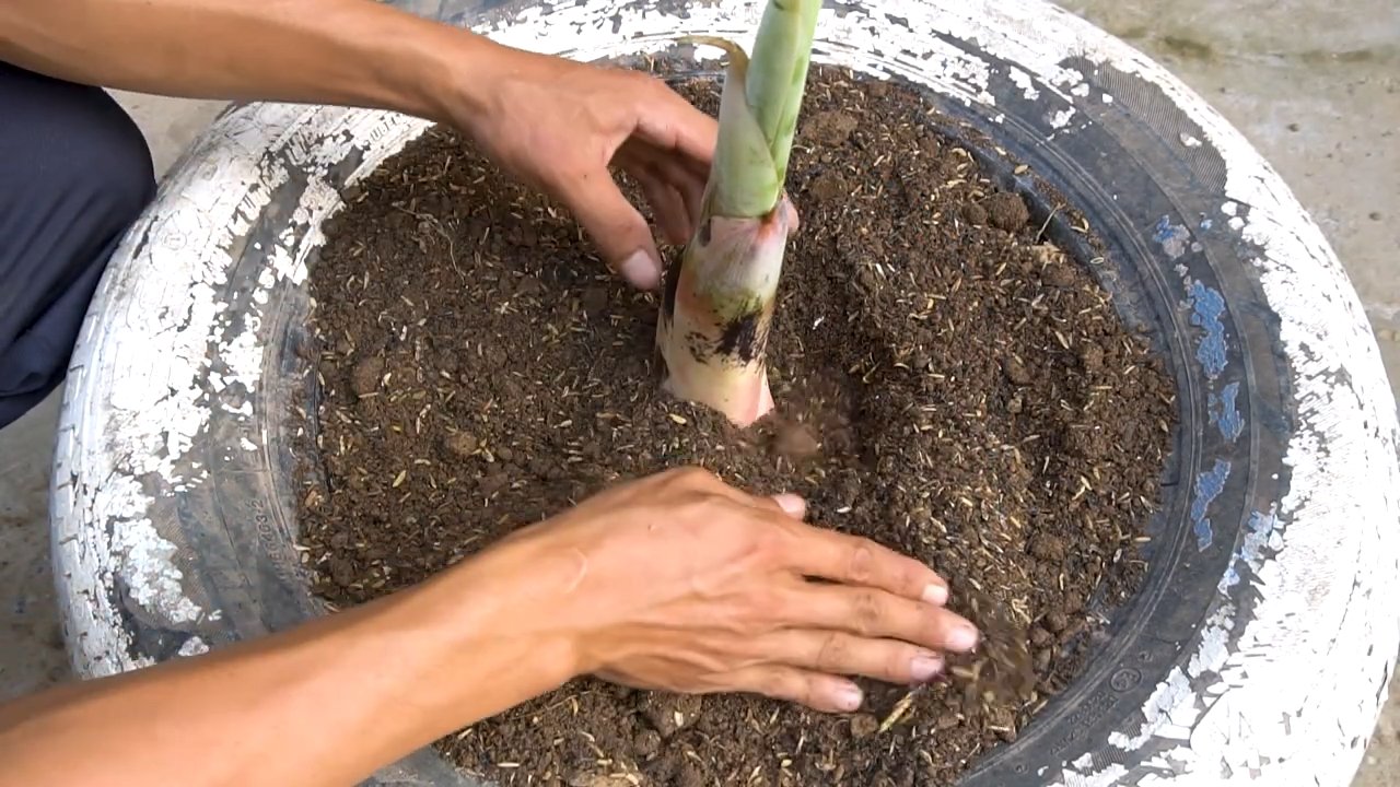 Bananen anbauen und ernten