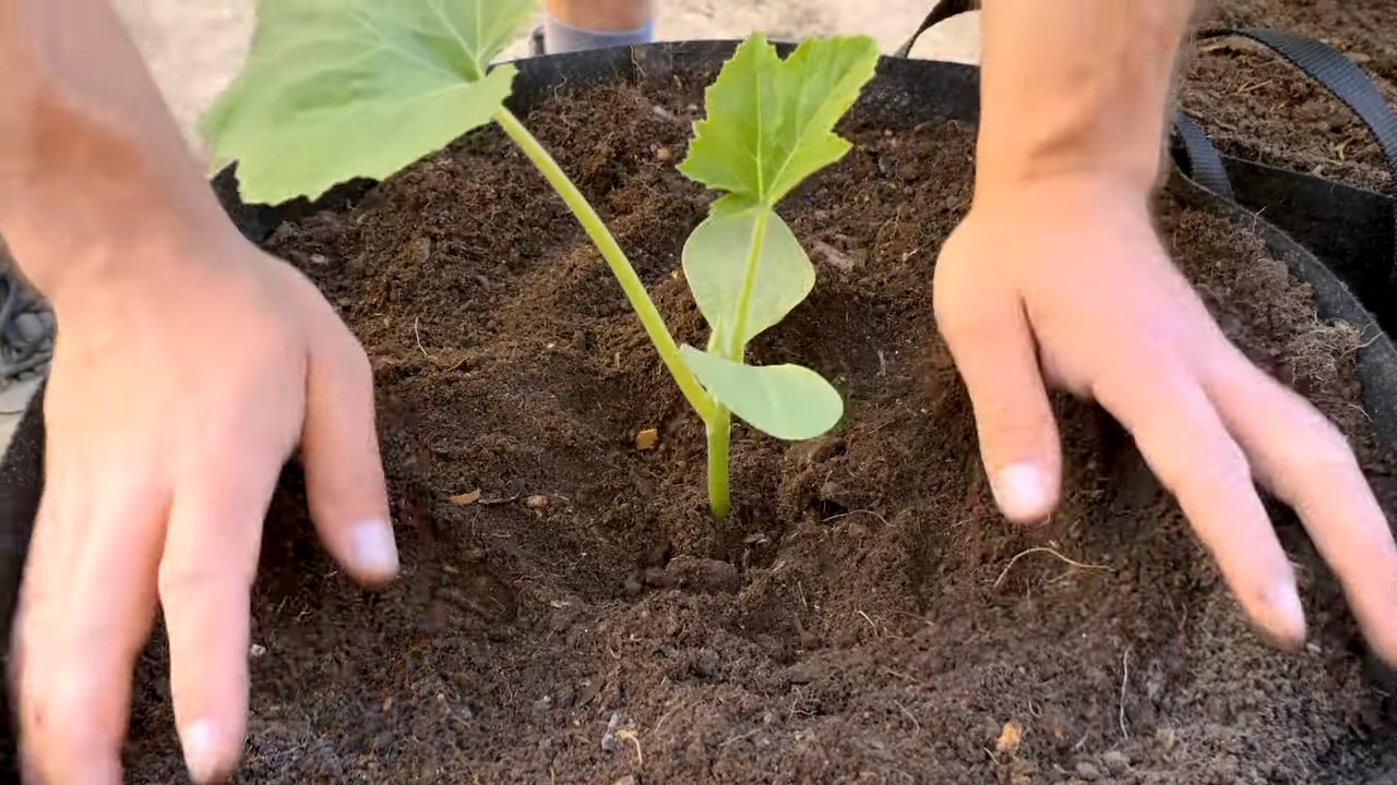 Kürbis anbauen ohne Garten