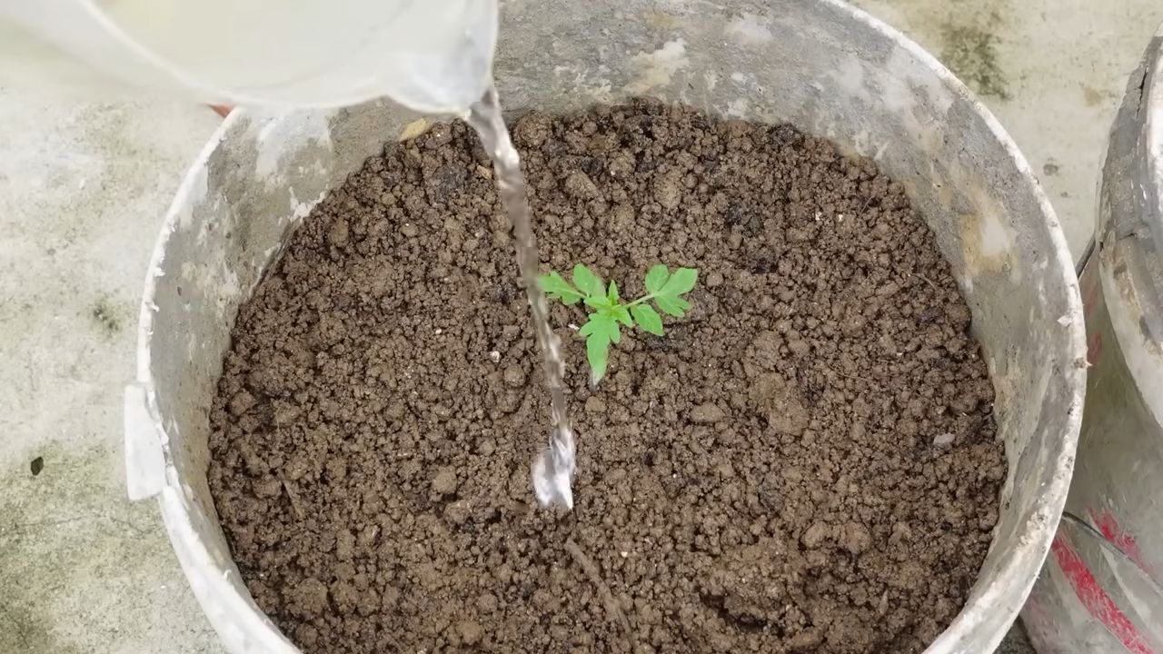 Cherrytomaten Anbauen Zuhause