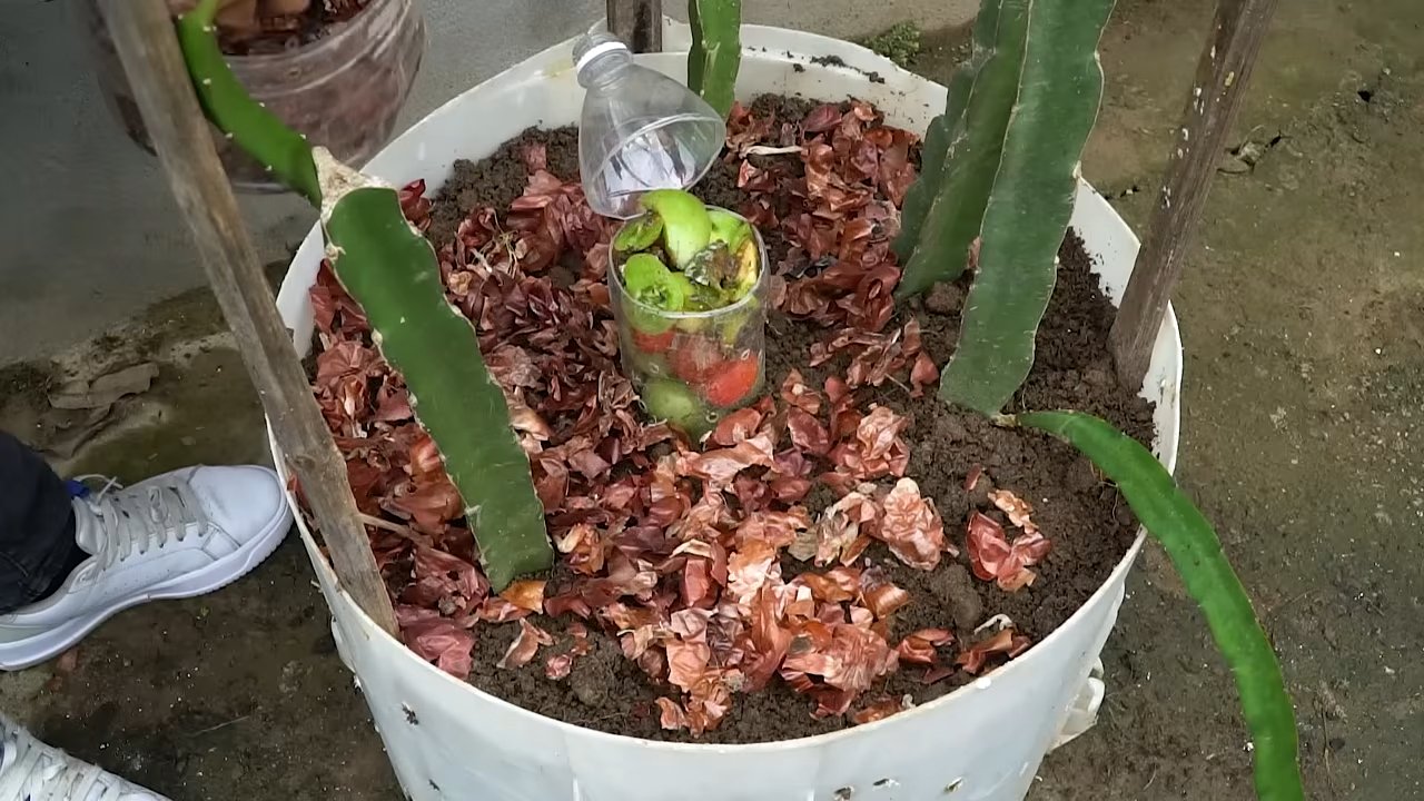 Drachenfrucht Balkon anbauen