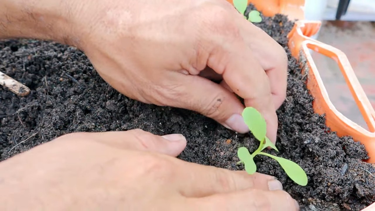 Bok Choy Anbau ohne Garten