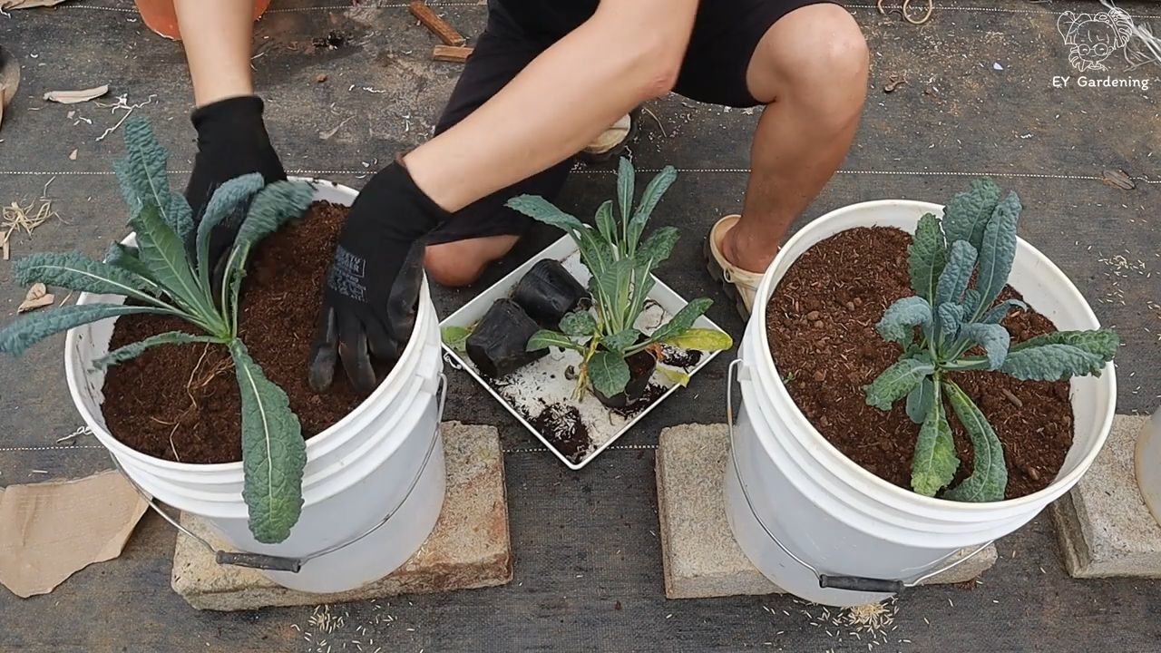 Turmkohl Anbau auf dem Dach