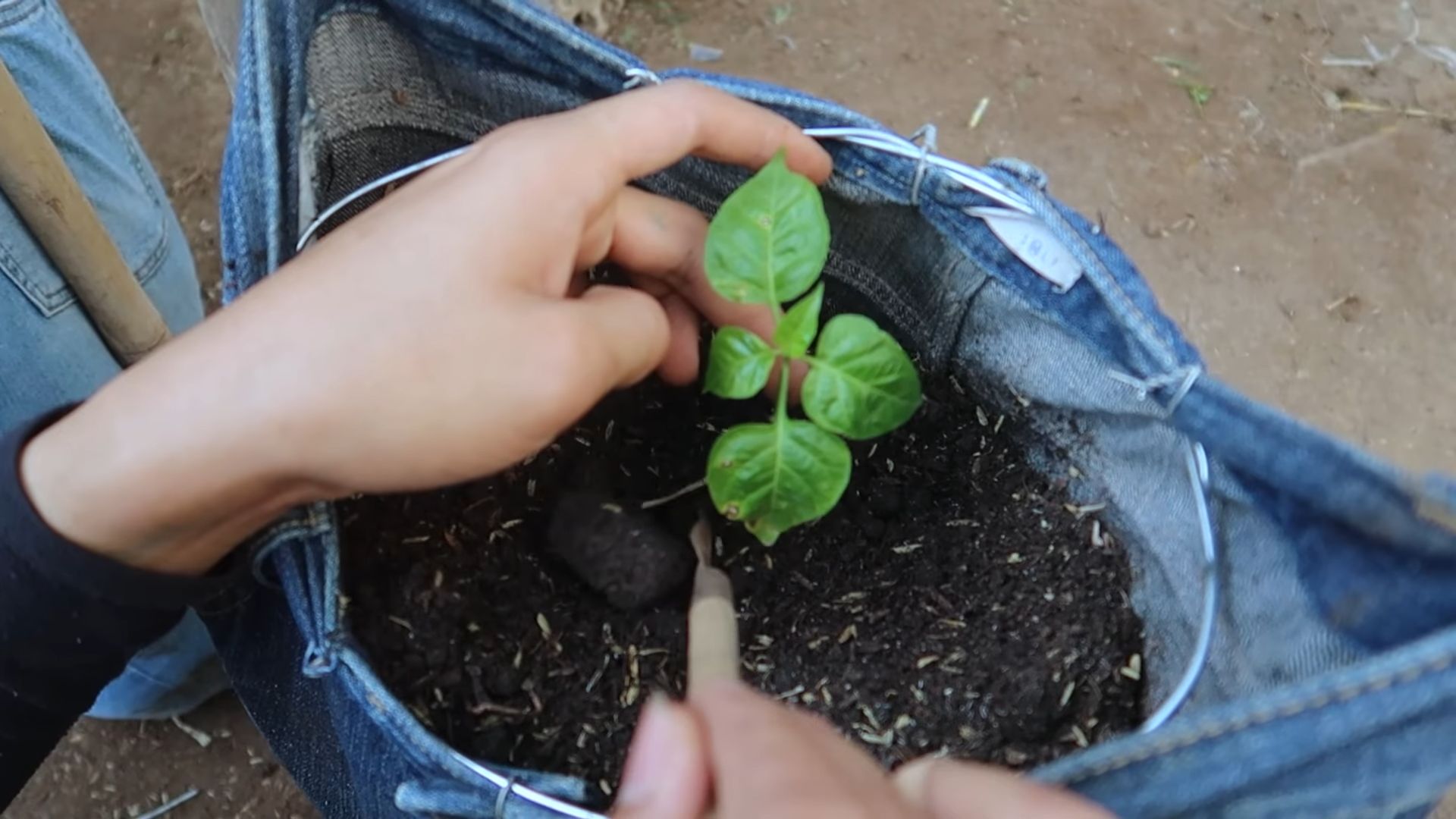 Gartenarbeit mit alten Jeans