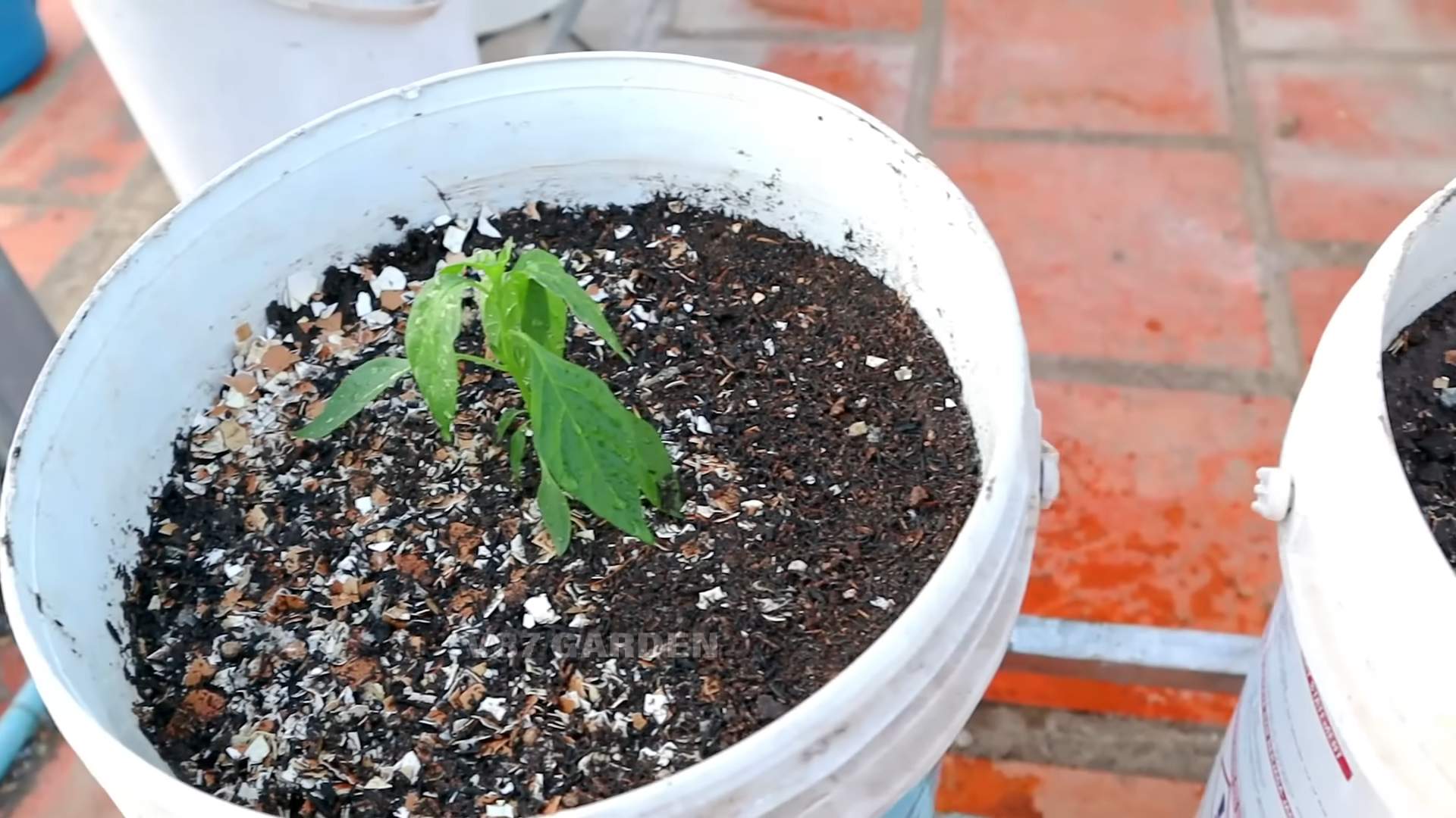 Chili selber anbauen
