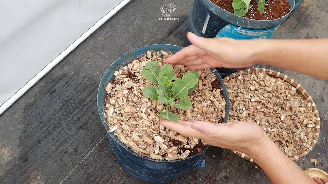 Blumenkohl anbauen ohne Gießen