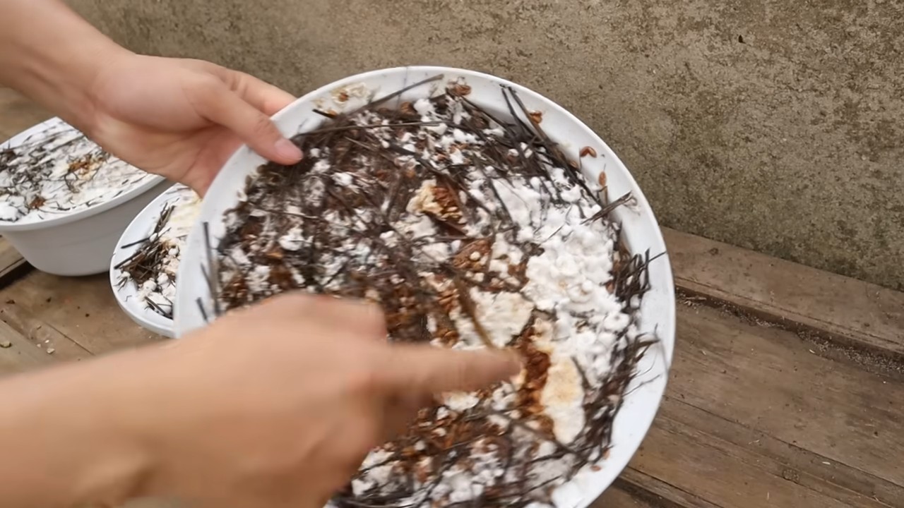 Pilzschale selber züchten