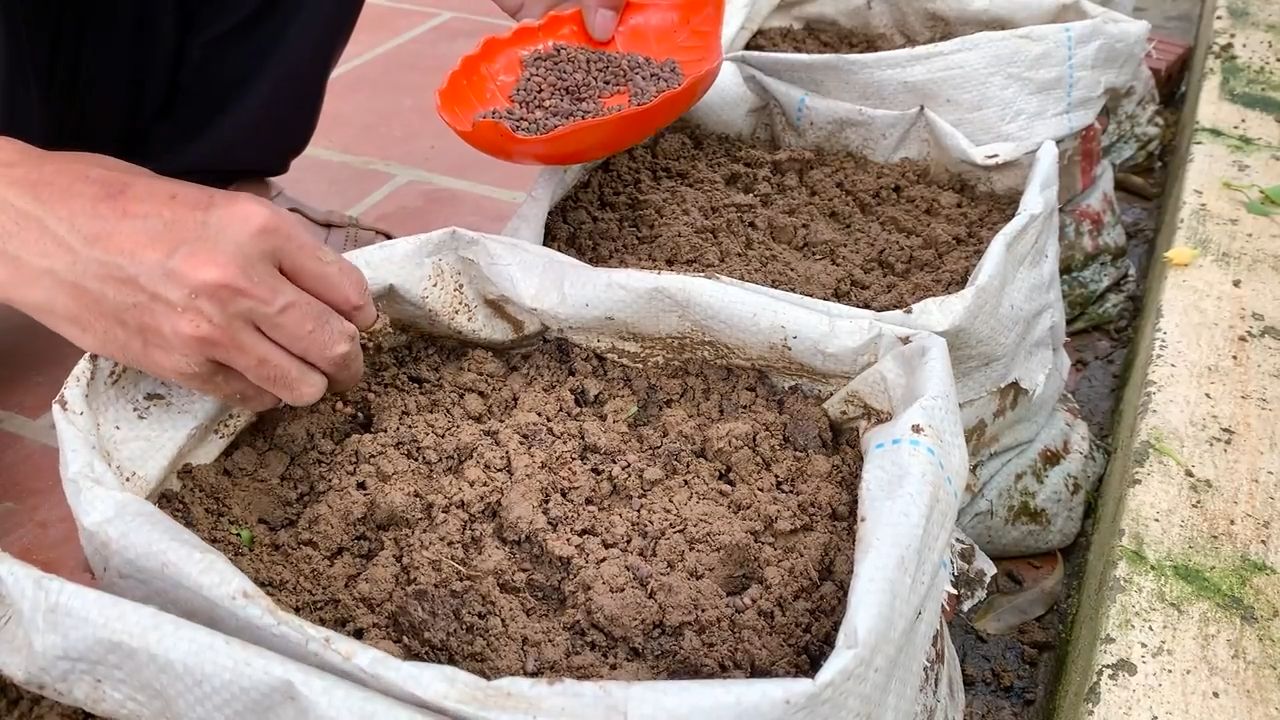 Wasserspinat schnell anbauen