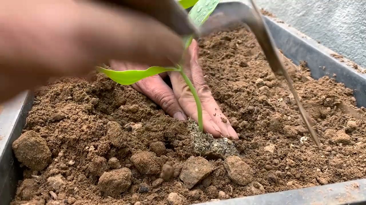 Luffa Gurke Anbau Zuhause