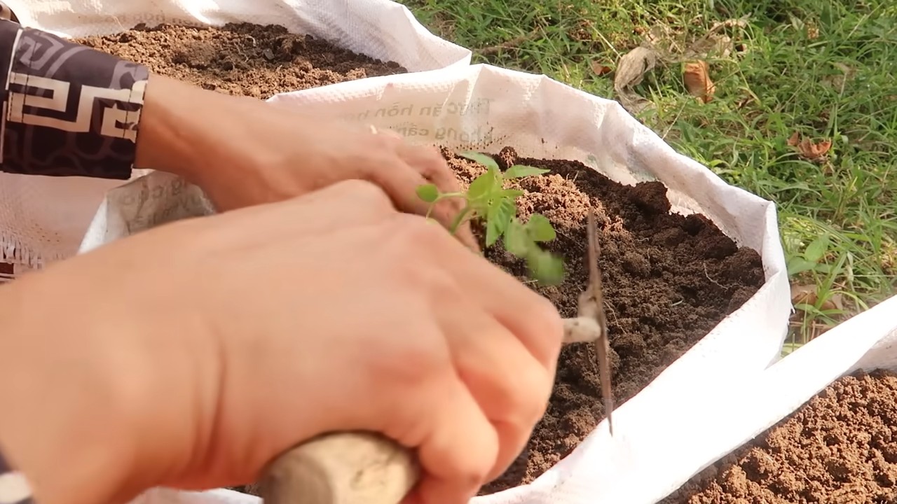 Tomaten anbauen recycelte Säcke
