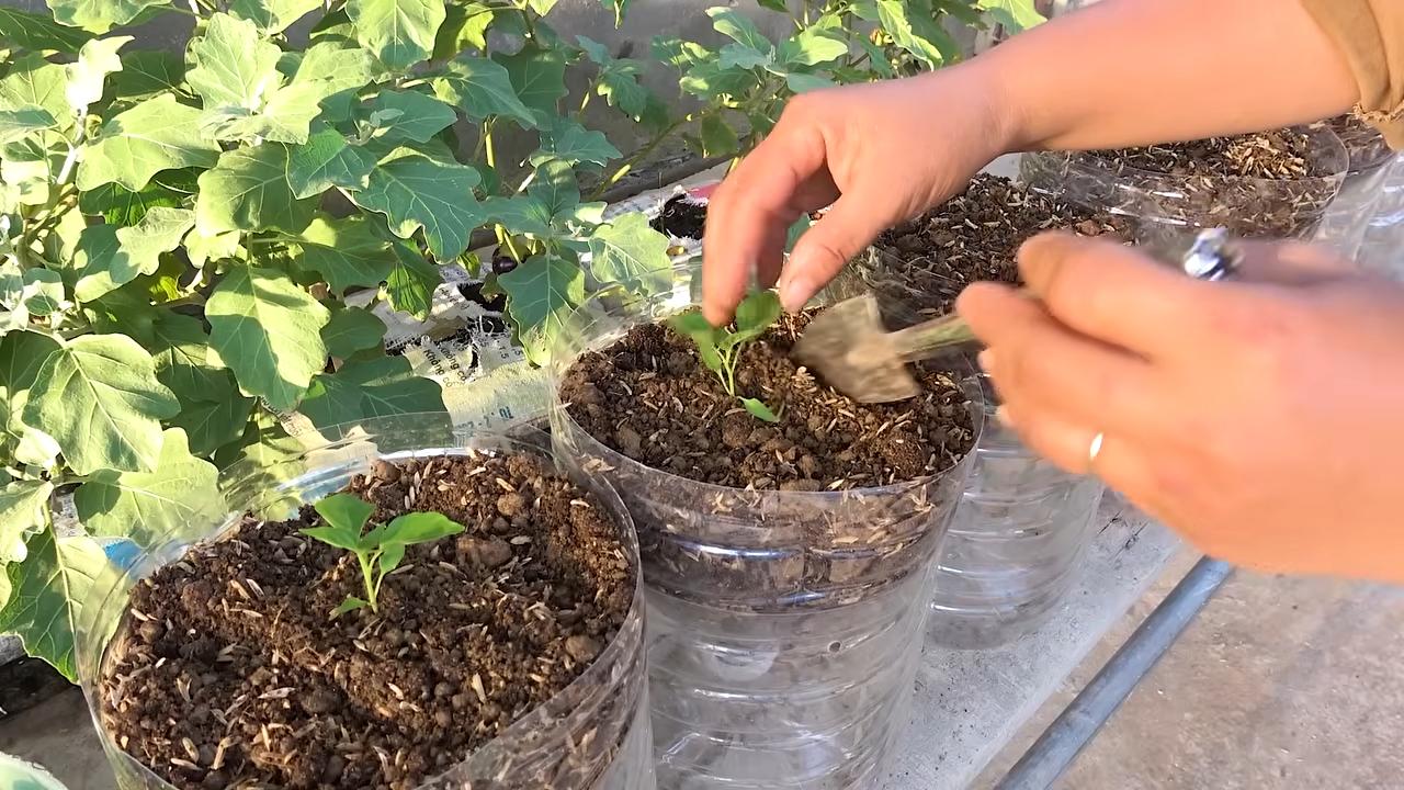 Chilischoten Anbau Plastikflaschen