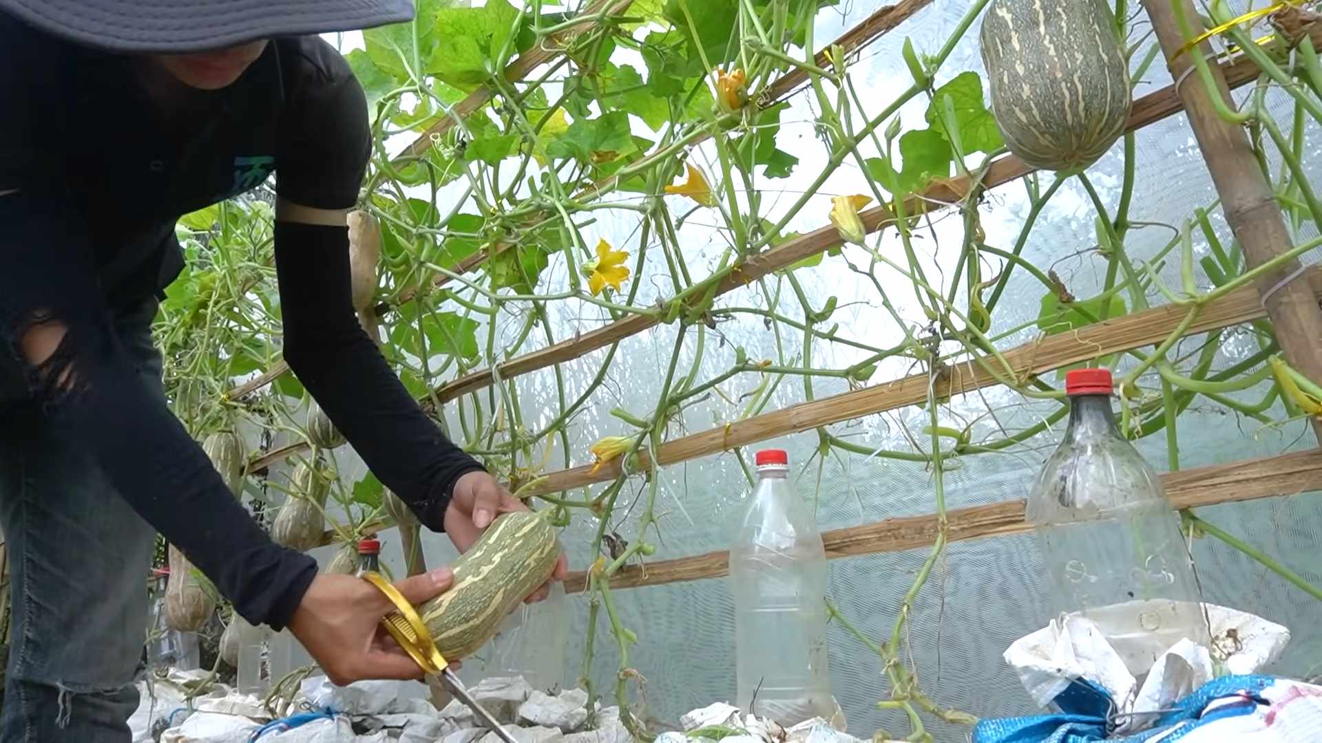Butternut Kürbis Anbau DIY