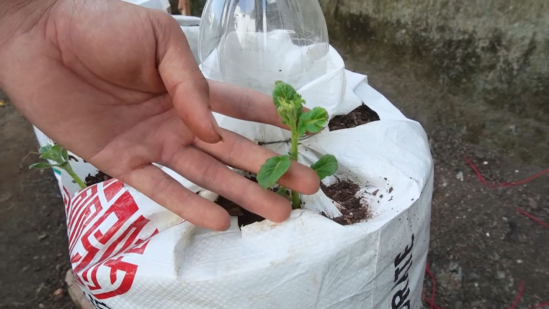 Kartoffeln im Topf anbauen