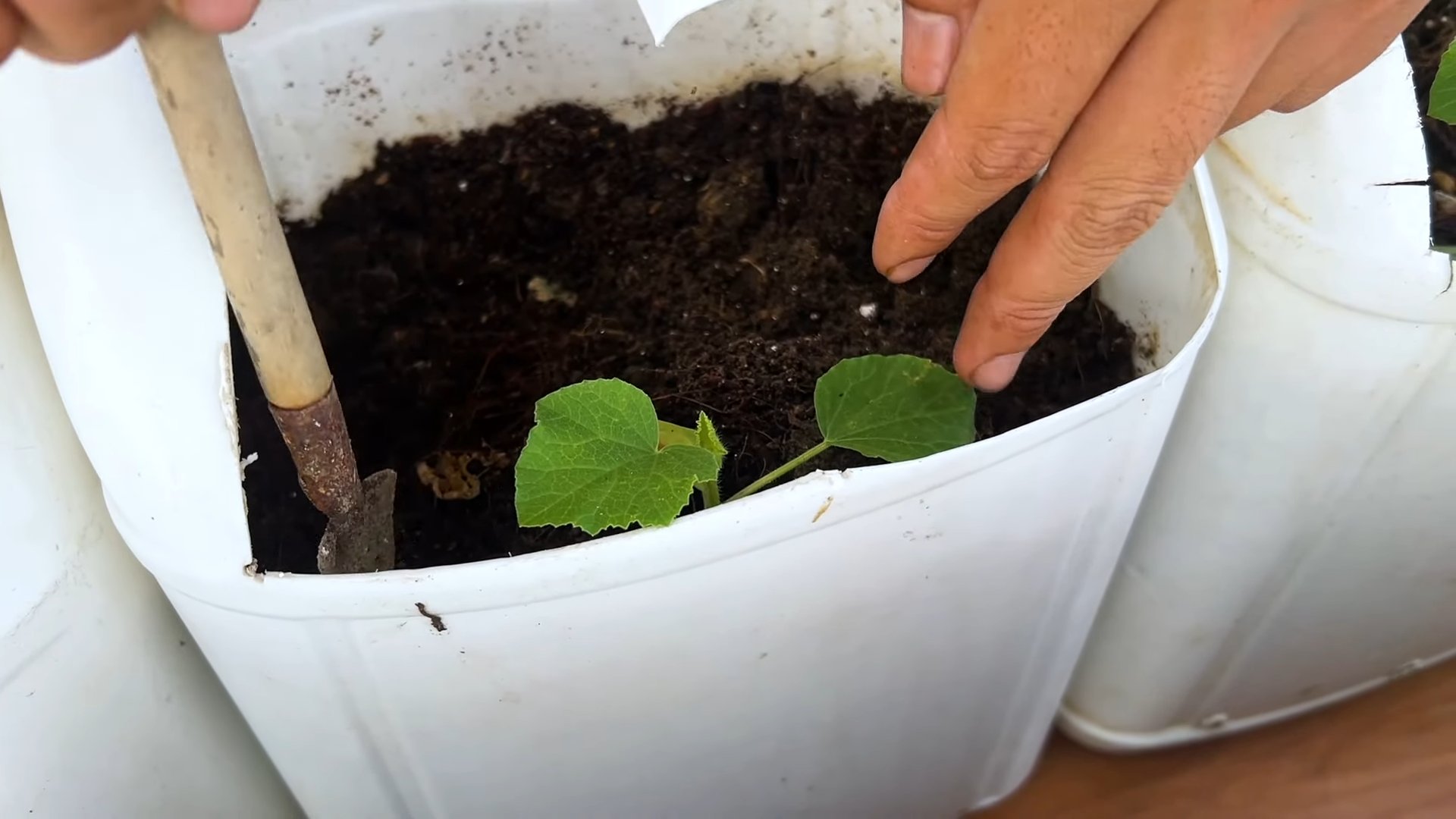 Wassermelone Anbau Einfach Gemacht