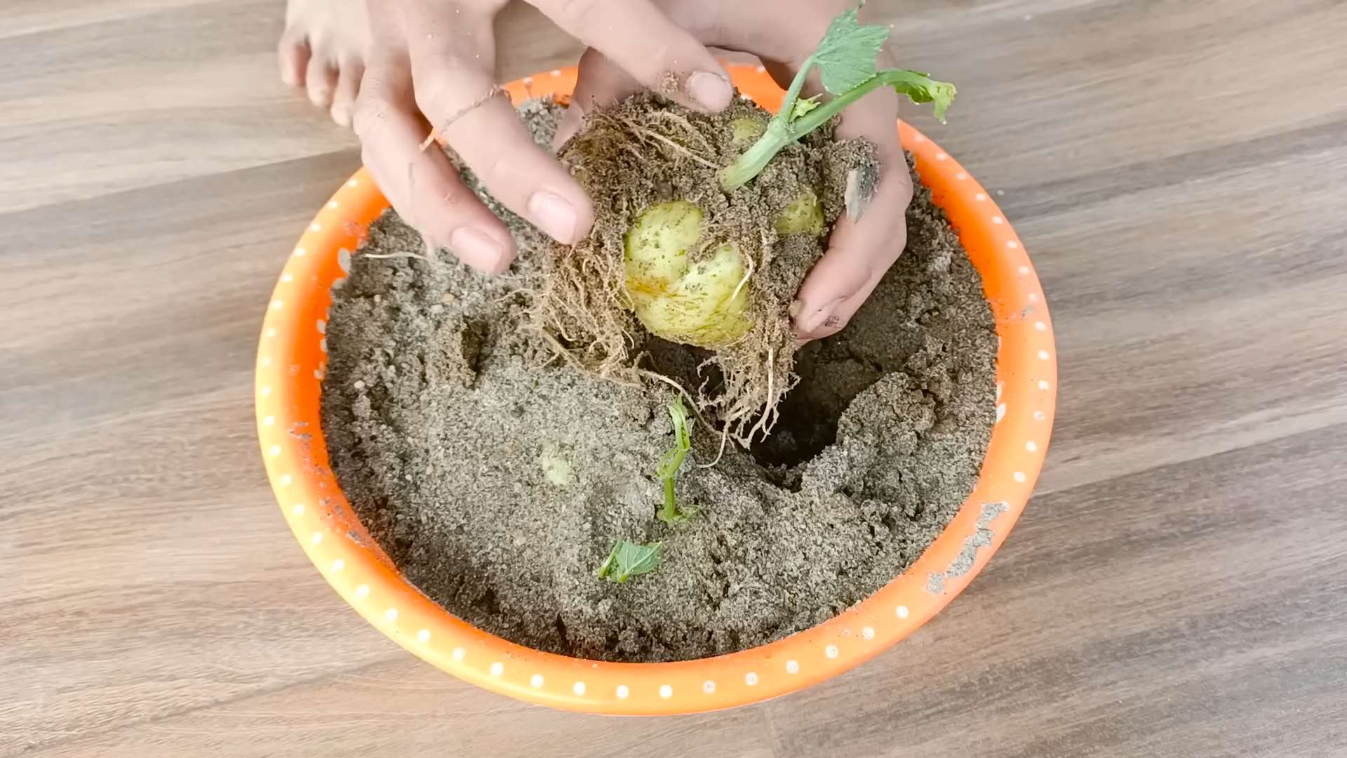 Chayote Anbau zu Hause