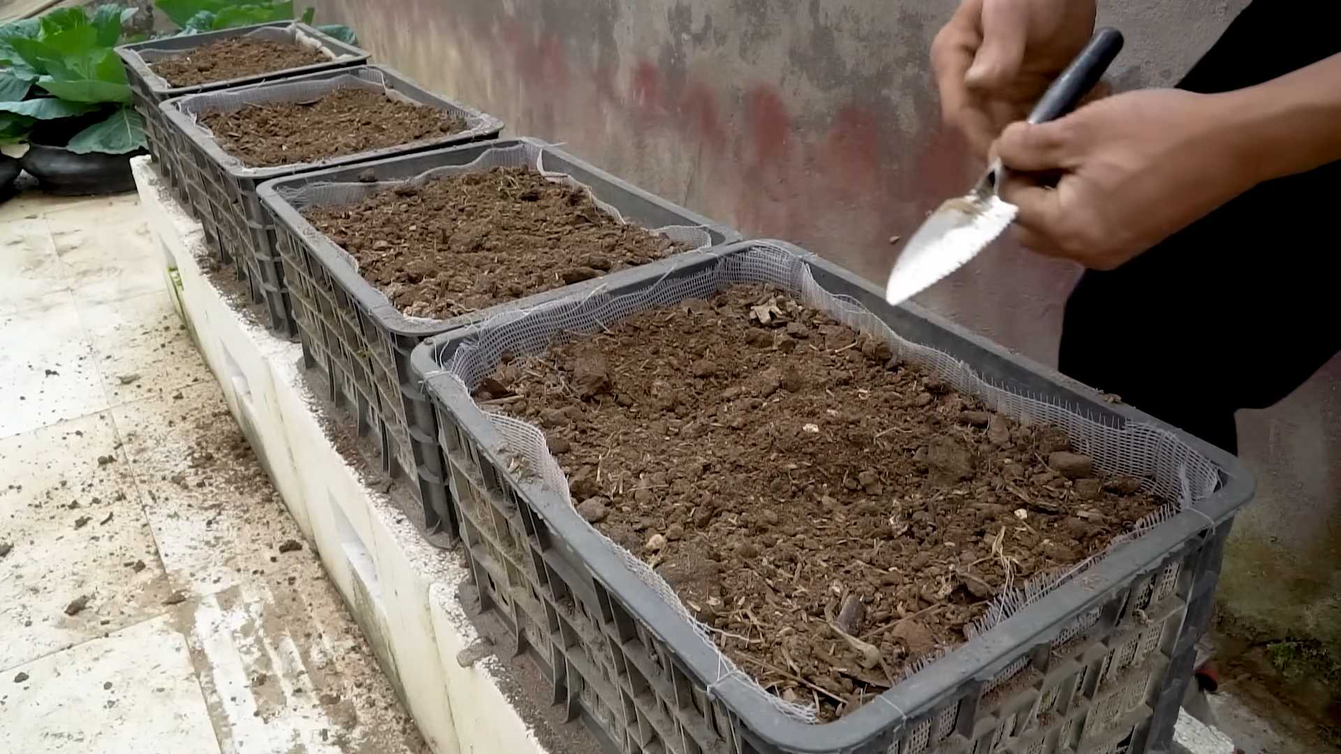 Zucchini Anbau im Garten