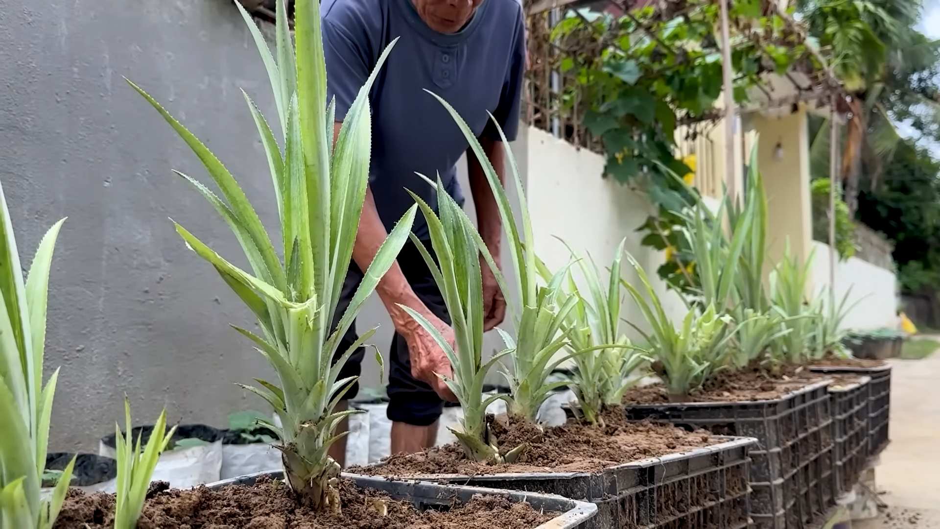 Ananas zu Hause anpflanzen