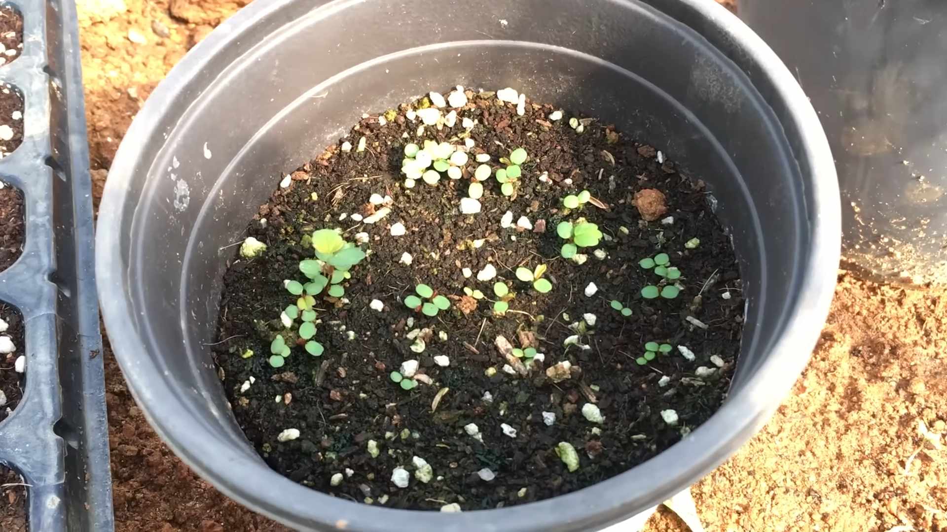 Erdbeeren aus Samen ziehen