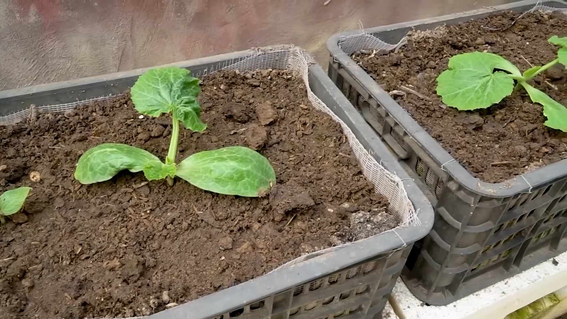 Zucchini Anbau leicht gemacht