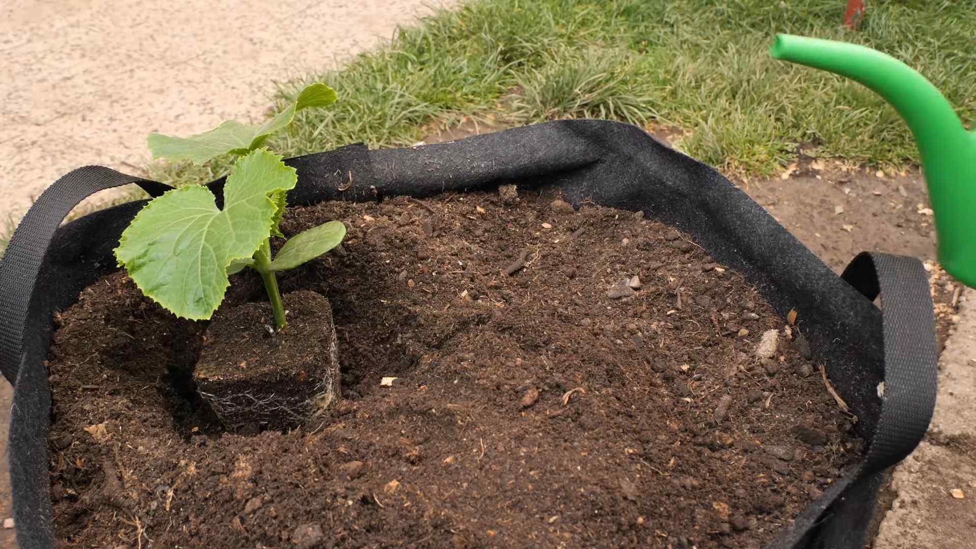 Gurken Ernte maximieren