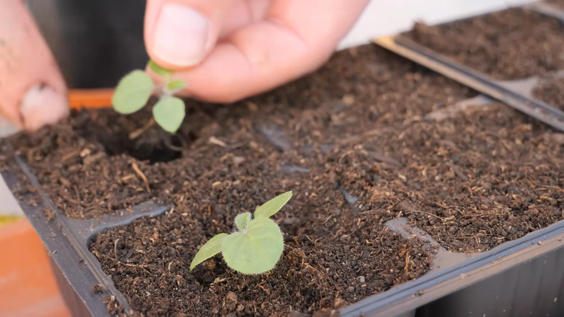 Kapstachelbeeren anbauen ohne Garten