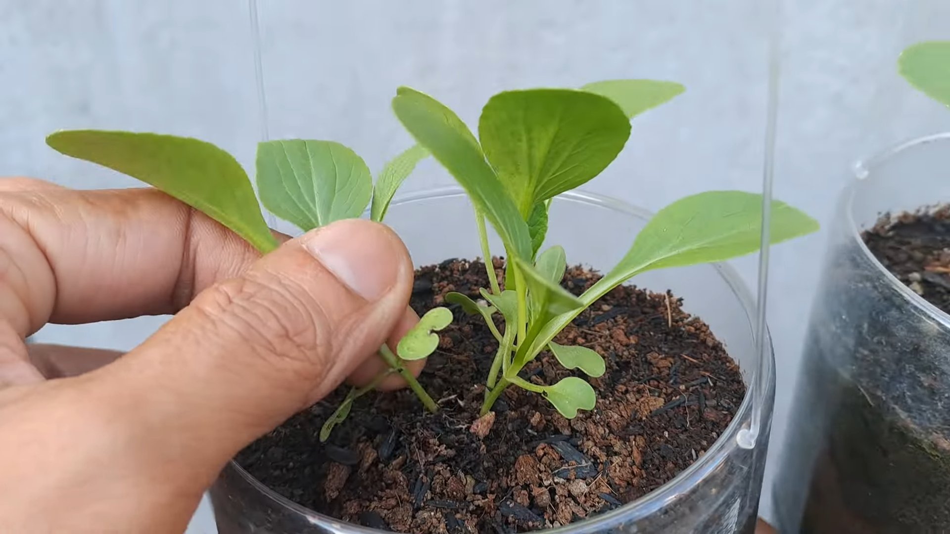 Bok Choy anbauen Küche