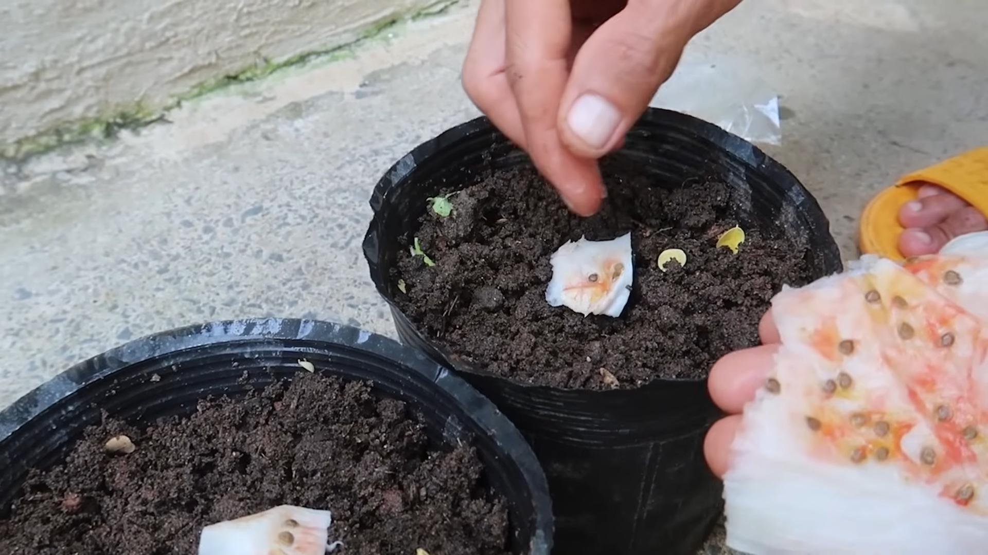 Tomaten drinnen anbauen