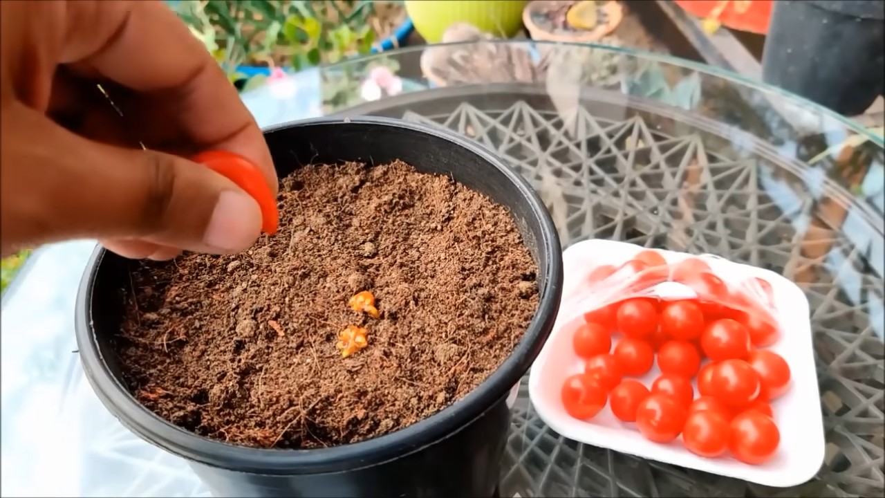 Kirschtomaten zu Hause anbauen