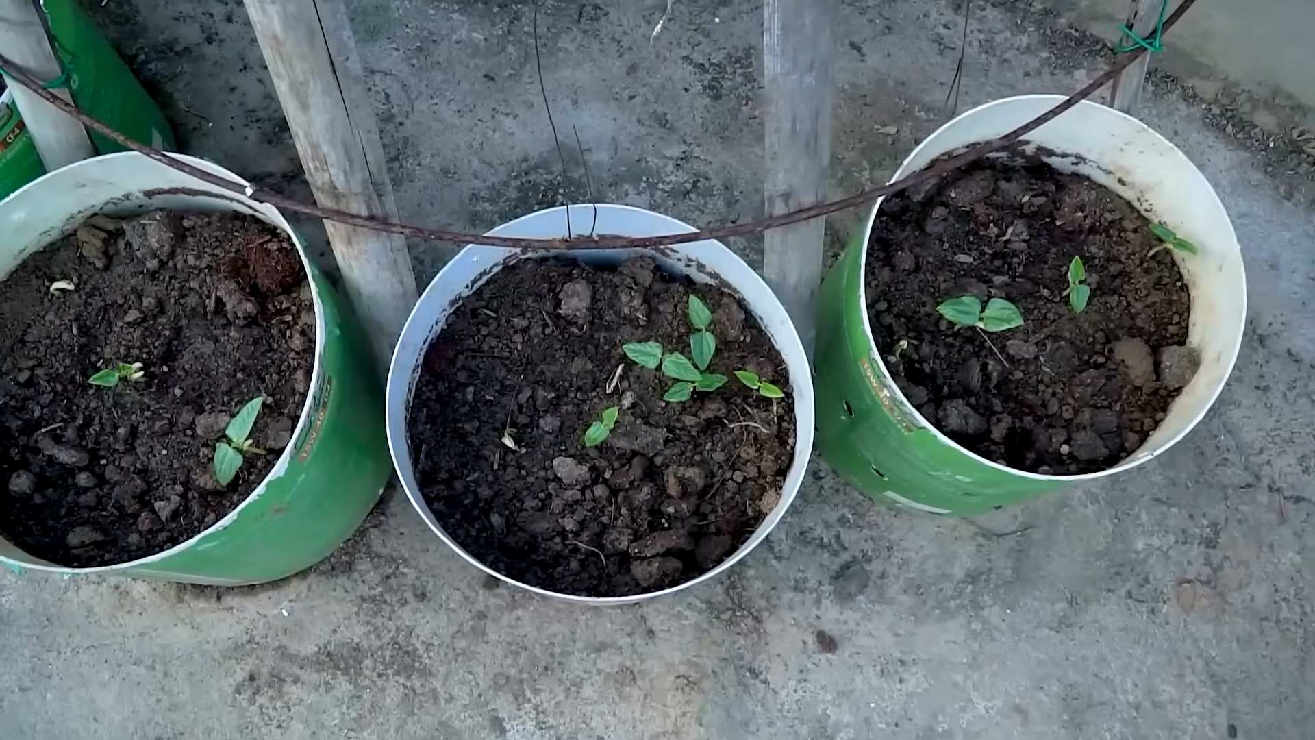 Tomatenanbau Anfänger Tipps