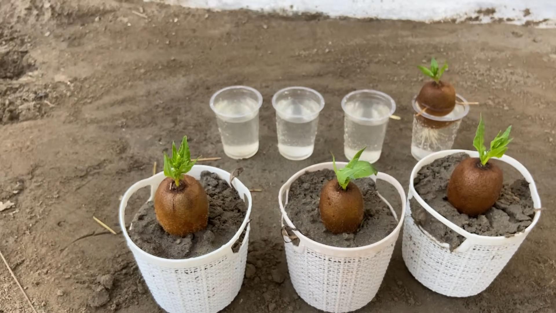 Kiwi Pflanzen selbst anbauen