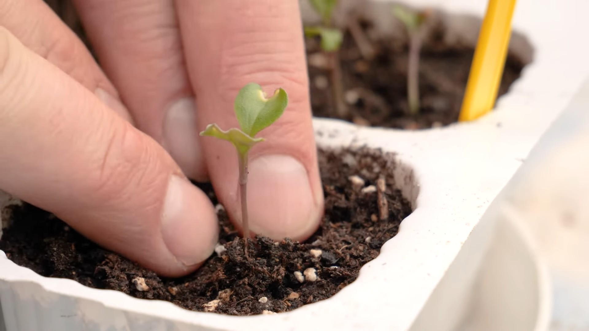 Blumenkohl Anbau für Anfänger