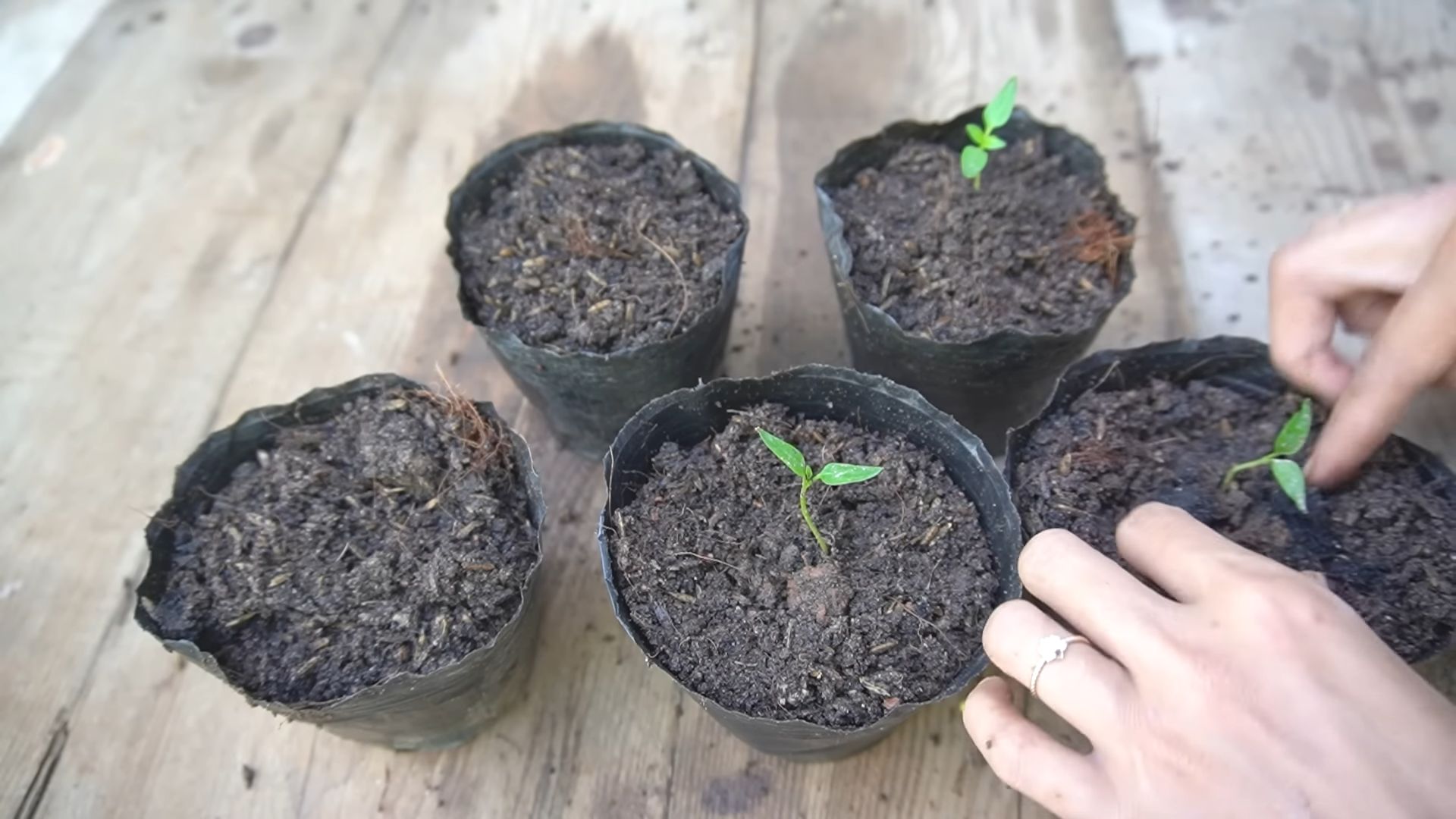Lila Süßpaprika Anbau DIY