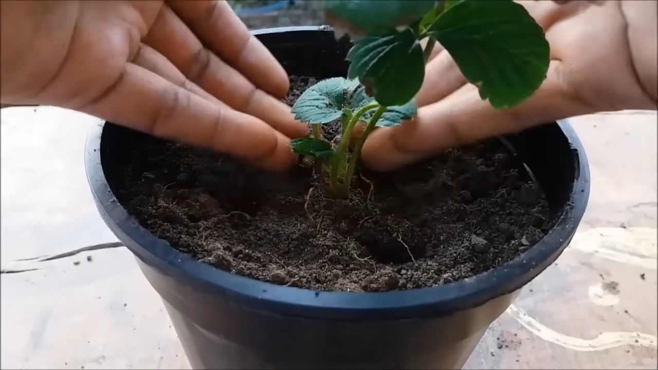 Erdbeeren drinnen anbauen